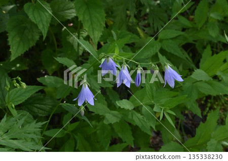 The cute, downward-facing, bell-shaped flowers of the blue-purple Sobana plant seen in Kamikochi, Shinshu The cute, downward-facing, bell-shaped flowers of the blue-purple Sobana plant seen in Kamikochi, Shinshu 135338230