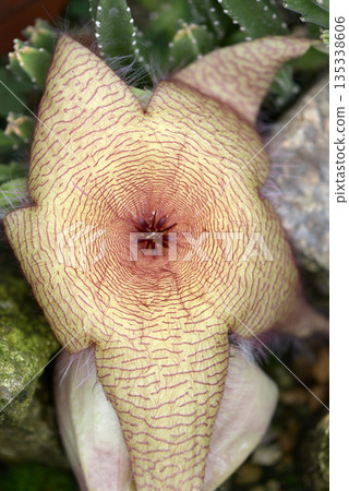 橢圓形的面孔 135338606