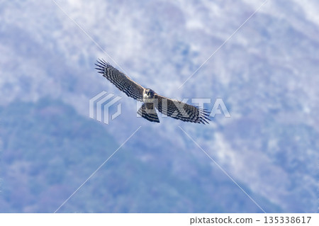A mountain hawk flying with the mountains in the background A mountain hawk flying with the mountains in the background 135338617