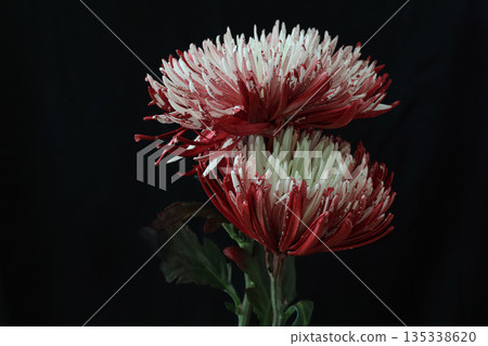 Red chrysanthemums on a black background Red chrysanthemums on a black background 135338620
