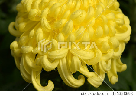 Chrysanthemum petals 135338698