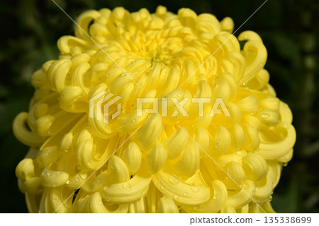 Chrysanthemum petals Chrysanthemum petals 135338699