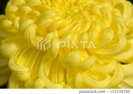 Chrysanthemum petals 135338700