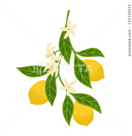 Lemon tree branch textured vector illustration citrus twig leafage leaves flowers hand drawn design 135338833