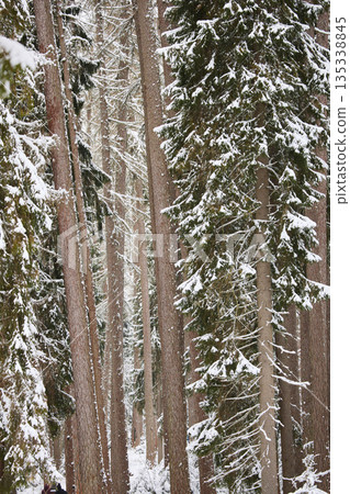 it is snowing heavily in the park, large flakes of snow are slowly falling on tree branches, no people 135338845