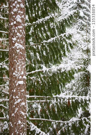 it is snowing heavily in the park, large flakes of snow are slowly falling on tree branches, no people 135338854