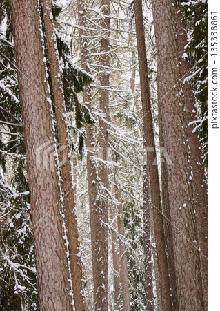 it is snowing heavily in the park, large flakes of snow are slowly falling on tree branches, no people it is snowing heavily in the park, large flakes of snow are slowly falling on tree branches, no people 135338861