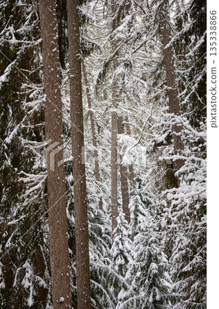 it is snowing heavily in the park, large flakes of snow are slowly falling on tree branches, no people 135338866