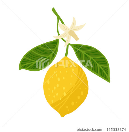 Lemon tree branch textured vector illustration citrus twig leafage leaves flowers hand drawn design Lemon tree branch textured vector illustration citrus twig leafage leaves flowers hand drawn design 135338874