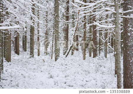 it is snowing heavily in the park, large flakes of snow are slowly falling on tree branches, no people 135338889