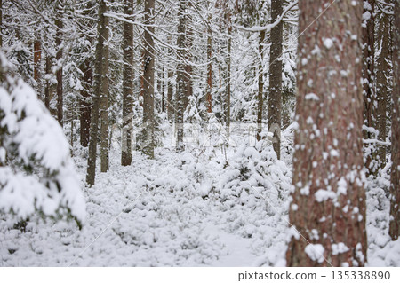 it is snowing heavily in the park, large flakes of snow are slowly falling on tree branches, no people it is snowing heavily in the park, large flakes of snow are slowly falling on tree branches, no people 135338890