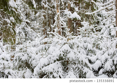it is snowing heavily in the park, large flakes of snow are slowly falling on tree branches, no people 135338891