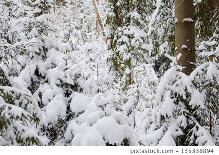 it is snowing heavily in the park, large flakes of snow are slowly falling on tree branches, no people 135338894