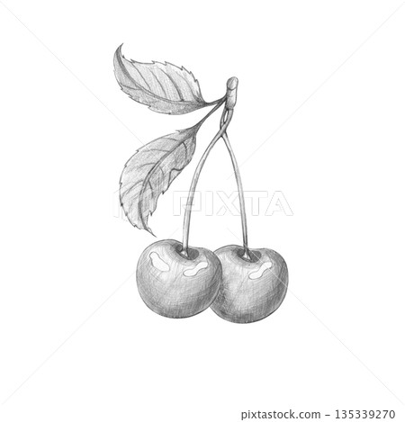 Pencil monochrome illustration of a pair of cherries on a stem with leaves. Hand-drawn, black and white, isolated on a white background. For cooking, kitchen, menu, botanical design. 135339270