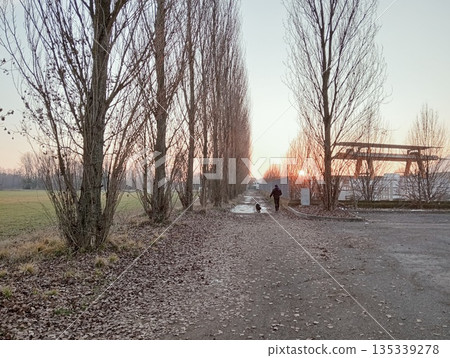 Man walking with border collie dog on a path lined with tall trees at sunset 135339278