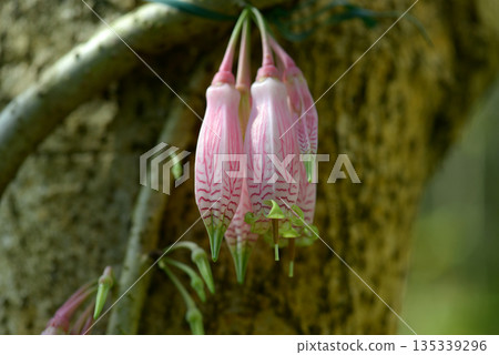 大花百合花 大花百合花 135339296