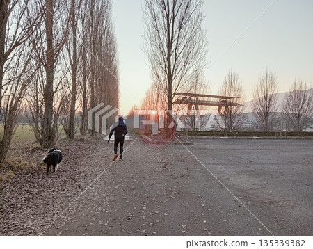 Man walking with border collie dog on a path lined with tall trees at sunset Man walking with border collie dog on a path lined with tall trees at sunset 135339382