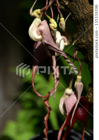 Aristrokia · Tricka Data 135339396