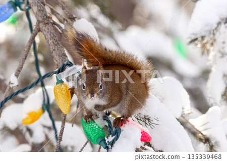 Squirrel sits on the snowy spruce tree with holiday lights. 135339468