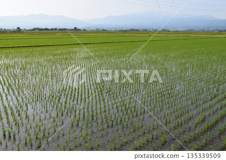 Paddy fields in early summer Shonai, Yamagata Prefecture 135339509