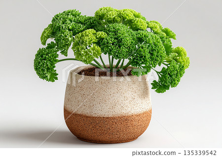 Herb bush in pot. Parsley plant with curly leaves in pot on a white background. Herb bush in pot. Parsley plant with curly leaves in pot on a white background. 135339542