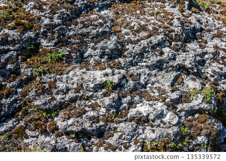 Moss and lichen grow on the gray stone. Natural background 135339572