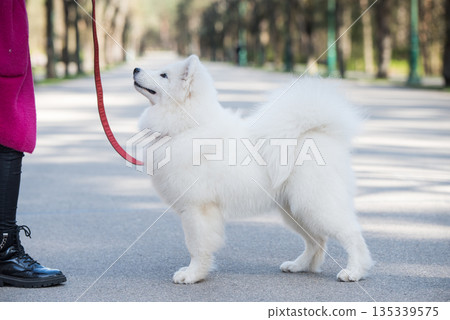 Samoyed white dog on a leash on park road Mezaparks, Latvia 135339575