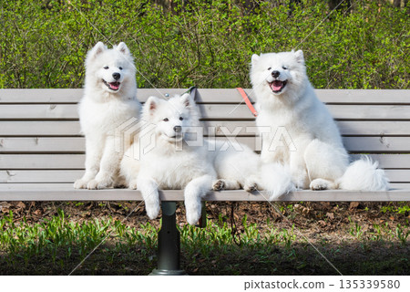 Samoyed White dogs are sitting on a bench 135339580