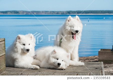 Funny three Young White Samoyed Dog on wooden bridge in park, happiness and friendship Funny three Young White Samoyed Dog on wooden bridge in park, happiness and friendship 135339583