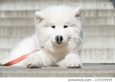 Samoyed puppy dog muzzle portrait Samoyed puppy dog muzzle portrait 135339595