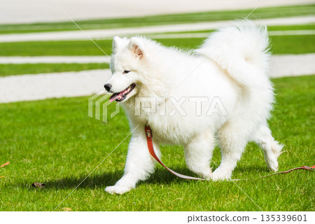 Happy Samoyed dog is running on green grass Happy Samoyed dog is running on green grass 135339601