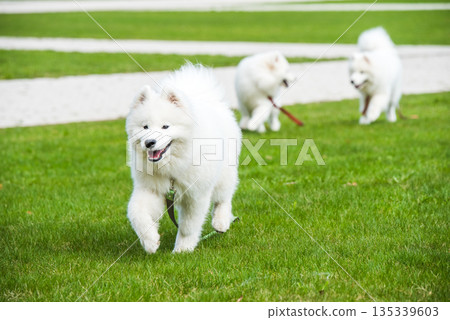 Happy Samoyed dogs are running on green grass 135339603