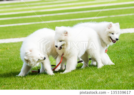 Happy Samoyed dogs are playing on green grass 135339617