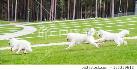 Happy Samoyed dogs are playing on green grass 135339618