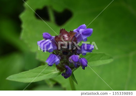 在信州栂池自然公園看到的美麗的藍紫色花朵組成的花序 在信州栂池自然公園看到的美麗的藍紫色花朵組成的花序 135339893