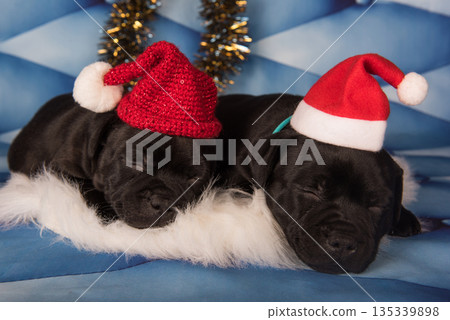 Black funny Staffordshire Bull Terrier dogs puppies in a red Santa hat Black funny Staffordshire Bull Terrier dogs puppies in a red Santa hat 135339898
