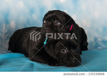 American Staffordshire Bull Terrier dogs puppies on blue background 135339906