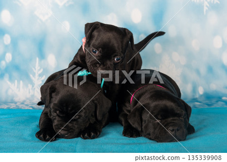 American Staffordshire Bull Terrier dogs puppies on blue background 135339908