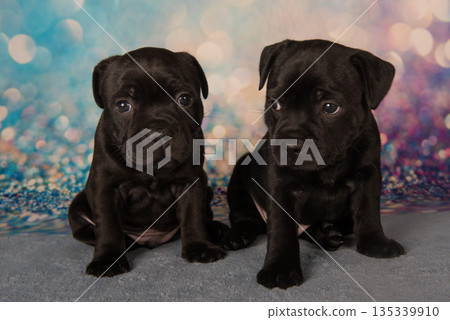 American Staffordshire Bull Terrier dogs puppies on blue background 135339910