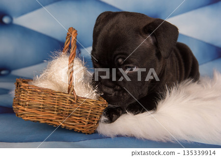 American Staffordshire Bull Terrier dog puppy on blue background 135339914
