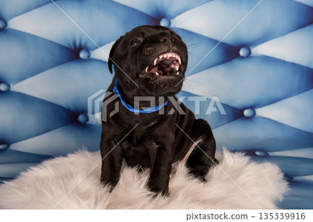 American Staffordshire Bull Terrier dog puppy on blue background 135339916