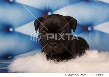 American Staffordshire Bull Terrier dog puppy on blue background 135339918