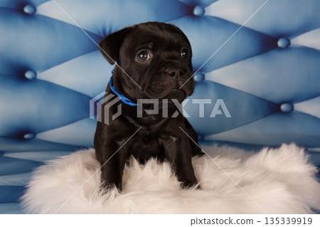 American Staffordshire Bull Terrier dog puppy on blue background American Staffordshire Bull Terrier dog puppy on blue background 135339919