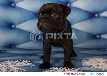 American Staffordshire Bull Terrier dog puppy on blue background American Staffordshire Bull Terrier dog puppy on blue background 135339921