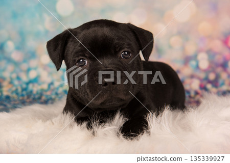 American Staffordshire Bull Terrier dog puppy on blue background American Staffordshire Bull Terrier dog puppy on blue background 135339927