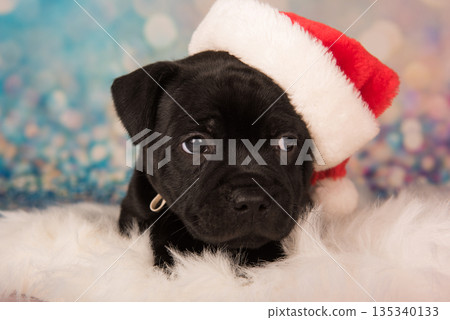 Black Staffordshire Bull Terrier dog or AmStaff puppy in a red Santa hat Black Staffordshire Bull Terrier dog or AmStaff puppy in a red Santa hat 135340133