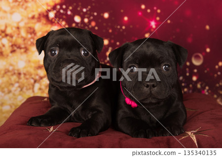 American Staffordshire Bull Terrier dogs puppies on red background American Staffordshire Bull Terrier dogs puppies on red background 135340135