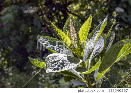 Unusual plant Laconosa or Phytolacca Americana with a long, narrow inflorescence among the foliage. Floral wallpaper Unusual plant Laconosa or Phytolacca Americana with a long, narrow inflorescence among the foliage. Floral wallpaper 135340267