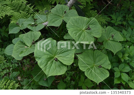 A cluster of cute trilliums with small dark purple flowers blooming in the center of three large leaves, seen at Shinshu Tsugaike Nature Park. 135340373
