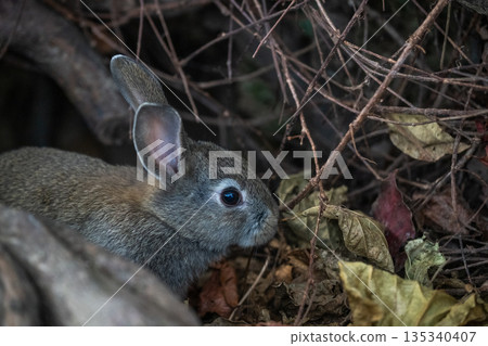 Okunoshima, a paradise for rabbits 135340407